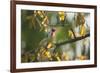 A Red-Cowled Cardinal Perching on a Tree in Sao Paulo's Ibirapuera Park-Alex Saberi-Framed Photographic Print