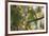 A Red-Cowled Cardinal Perching on a Tree in Sao Paulo's Ibirapuera Park-Alex Saberi-Framed Photographic Print