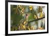 A Red-Cowled Cardinal Perching on a Tree in Sao Paulo's Ibirapuera Park-Alex Saberi-Framed Photographic Print