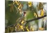 A Red-Cowled Cardinal Perching on a Tree in Sao Paulo's Ibirapuera Park-Alex Saberi-Mounted Photographic Print