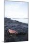 A Red Crab Crawls Along the Lava Shoreline on the Big Island of Hawaii-James White-Mounted Photographic Print