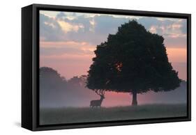 A Red Deer Buck, Cervus Elaphus, and a Tree Against a Dramatic Sky-Alex Saberi-Framed Stretched Canvas