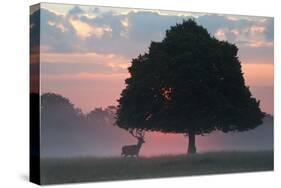 A Red Deer Buck, Cervus Elaphus, and a Tree Against a Dramatic Sky-Alex Saberi-Stretched Canvas