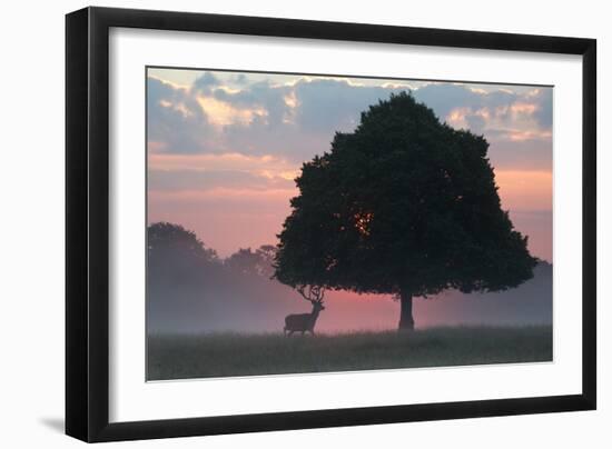 A Red Deer Buck, Cervus Elaphus, and a Tree Against a Dramatic Sky-Alex Saberi-Framed Photographic Print