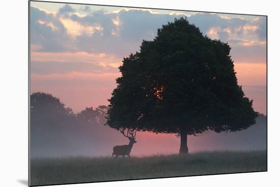 A Red Deer Buck, Cervus Elaphus, and a Tree Against a Dramatic Sky-Alex Saberi-Mounted Photographic Print