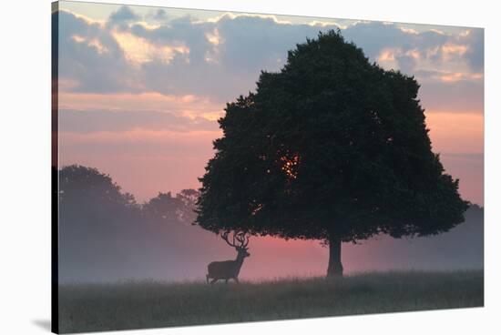 A Red Deer Buck, Cervus Elaphus, and a Tree Against a Dramatic Sky-Alex Saberi-Stretched Canvas