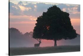 A Red Deer Buck, Cervus Elaphus, and a Tree Against a Dramatic Sky-Alex Saberi-Stretched Canvas