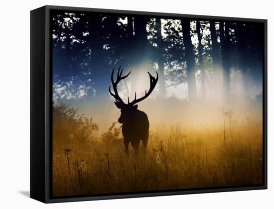 A Red Deer Buck, Cervus Elaphus, Comes Out from the Forest-Alex Saberi-Framed Stretched Canvas