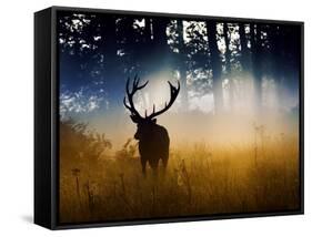 A Red Deer Buck, Cervus Elaphus, Comes Out from the Forest-Alex Saberi-Framed Stretched Canvas