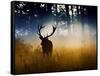 A Red Deer Buck, Cervus Elaphus, Comes Out from the Forest-Alex Saberi-Framed Stretched Canvas