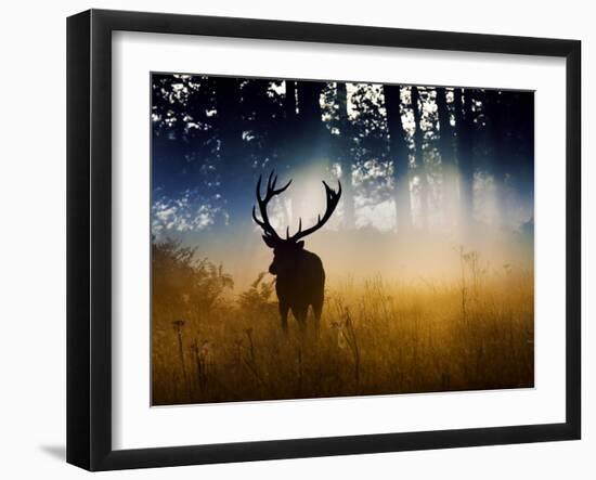 A Red Deer Buck, Cervus Elaphus, Comes Out from the Forest-Alex Saberi-Framed Premium Photographic Print