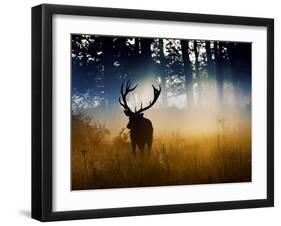 A Red Deer Buck, Cervus Elaphus, Comes Out from the Forest-Alex Saberi-Framed Premium Photographic Print