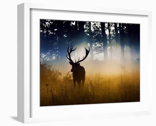 A Red Deer Buck, Cervus Elaphus, Comes Out from the Forest-Alex Saberi-Framed Premium Photographic Print