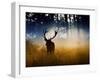 A Red Deer Buck, Cervus Elaphus, Comes Out from the Forest-Alex Saberi-Framed Premium Photographic Print