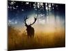 A Red Deer Buck, Cervus Elaphus, Comes Out from the Forest-Alex Saberi-Mounted Premium Photographic Print