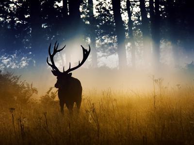 https://imgc.allpostersimages.com/img/posters/a-red-deer-buck-cervus-elaphus-comes-out-from-the-forest_u-L-PHUHU60.jpg?artPerspective=n