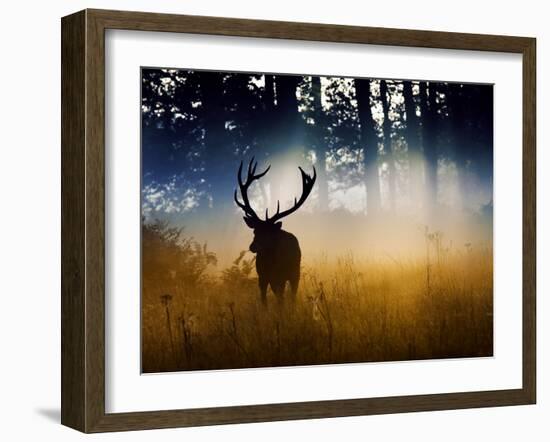 A Red Deer Buck, Cervus Elaphus, Comes Out from the Forest-Alex Saberi-Framed Photographic Print