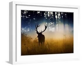 A Red Deer Buck, Cervus Elaphus, Comes Out from the Forest-Alex Saberi-Framed Photographic Print