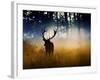 A Red Deer Buck, Cervus Elaphus, Comes Out from the Forest-Alex Saberi-Framed Photographic Print