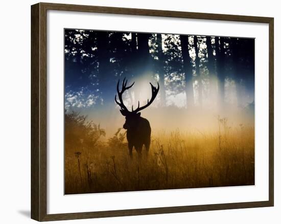 A Red Deer Buck, Cervus Elaphus, Comes Out from the Forest-Alex Saberi-Framed Photographic Print