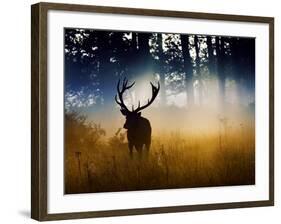 A Red Deer Buck, Cervus Elaphus, Comes Out from the Forest-Alex Saberi-Framed Photographic Print