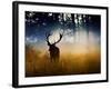 A Red Deer Buck, Cervus Elaphus, Comes Out from the Forest-Alex Saberi-Framed Photographic Print