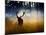 A Red Deer Buck, Cervus Elaphus, Comes Out from the Forest-Alex Saberi-Mounted Photographic Print
