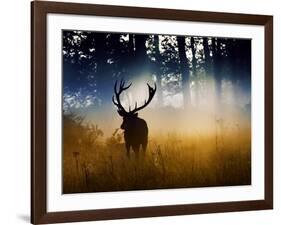 A Red Deer Buck, Cervus Elaphus, Comes Out from the Forest-Alex Saberi-Framed Photographic Print