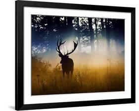 A Red Deer Buck, Cervus Elaphus, Comes Out from the Forest-Alex Saberi-Framed Photographic Print