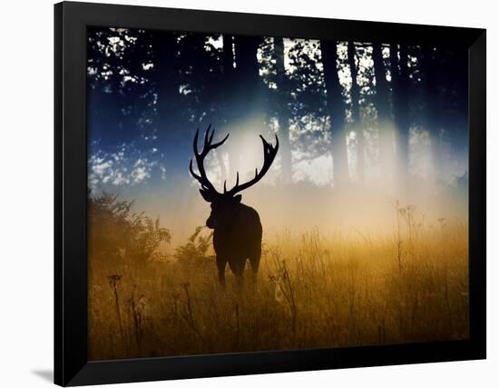 A Red Deer Buck, Cervus Elaphus, Comes Out from the Forest-Alex Saberi-Framed Photographic Print