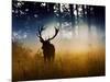 A Red Deer Buck, Cervus Elaphus, Comes Out from the Forest-Alex Saberi-Mounted Photographic Print