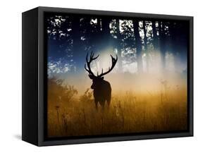 A Red Deer Buck, Cervus Elaphus, Comes Out from the Forest-Alex Saberi-Framed Stretched Canvas