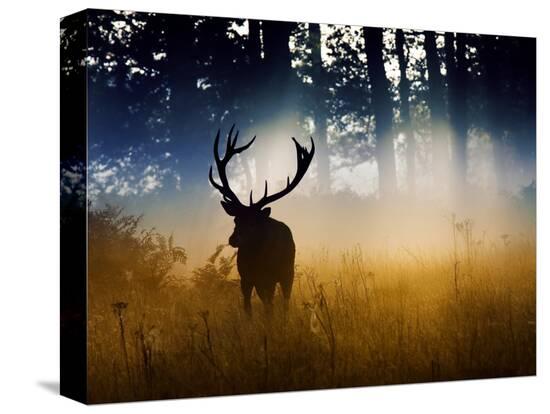A Red Deer Buck, Cervus Elaphus, Comes Out from the Forest-Alex Saberi-Stretched Canvas