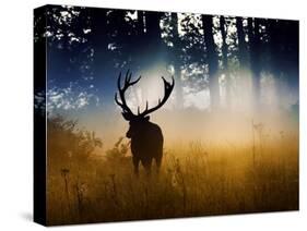 A Red Deer Buck, Cervus Elaphus, Comes Out from the Forest-Alex Saberi-Stretched Canvas