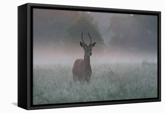A Red Deer Buck, Cervus Elaphus, on a Misty Summer Morning-Alex Saberi-Framed Stretched Canvas
