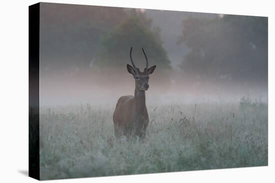 A Red Deer Buck, Cervus Elaphus, on a Misty Summer Morning-Alex Saberi-Stretched Canvas