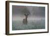 A Red Deer Buck, Cervus Elaphus, on a Misty Summer Morning-Alex Saberi-Framed Photographic Print