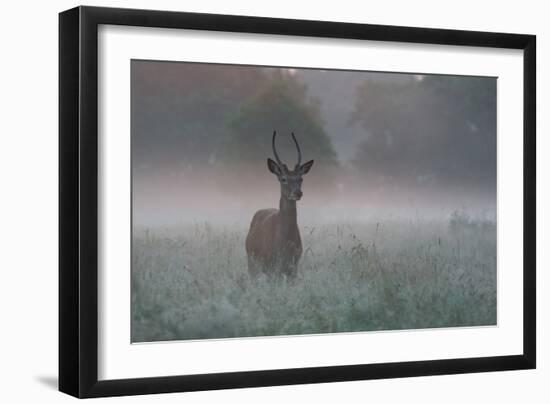 A Red Deer Buck, Cervus Elaphus, on a Misty Summer Morning-Alex Saberi-Framed Photographic Print