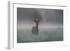 A Red Deer Buck, Cervus Elaphus, on a Misty Summer Morning-Alex Saberi-Framed Photographic Print