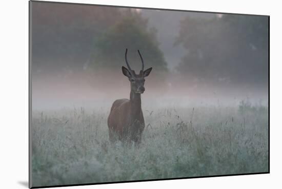 A Red Deer Buck, Cervus Elaphus, on a Misty Summer Morning-Alex Saberi-Mounted Photographic Print