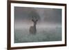 A Red Deer Buck, Cervus Elaphus, on a Misty Summer Morning-Alex Saberi-Framed Photographic Print