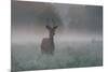 A Red Deer Buck, Cervus Elaphus, on a Misty Summer Morning-Alex Saberi-Mounted Photographic Print