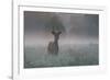 A Red Deer Buck, Cervus Elaphus, on a Misty Summer Morning-Alex Saberi-Framed Photographic Print