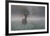 A Red Deer Buck, Cervus Elaphus, on a Misty Summer Morning-Alex Saberi-Framed Photographic Print