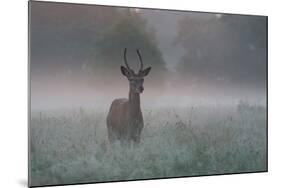 A Red Deer Buck, Cervus Elaphus, on a Misty Summer Morning-Alex Saberi-Mounted Photographic Print
