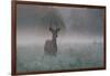 A Red Deer Buck, Cervus Elaphus, on a Misty Summer Morning-Alex Saberi-Framed Photographic Print