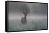 A Red Deer Buck, Cervus Elaphus, on a Misty Summer Morning-Alex Saberi-Framed Stretched Canvas