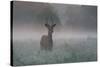 A Red Deer Buck, Cervus Elaphus, on a Misty Summer Morning-Alex Saberi-Stretched Canvas