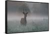 A Red Deer Buck, Cervus Elaphus, on a Misty Summer Morning-Alex Saberi-Framed Stretched Canvas