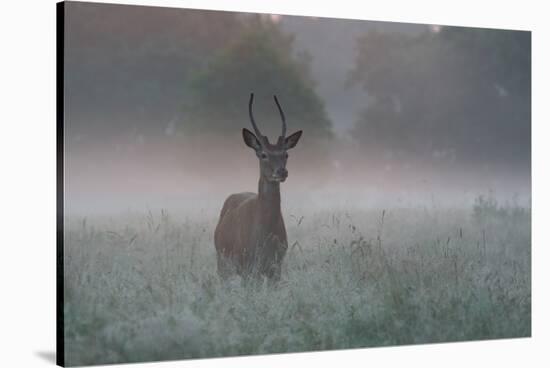 A Red Deer Buck, Cervus Elaphus, on a Misty Summer Morning-Alex Saberi-Stretched Canvas